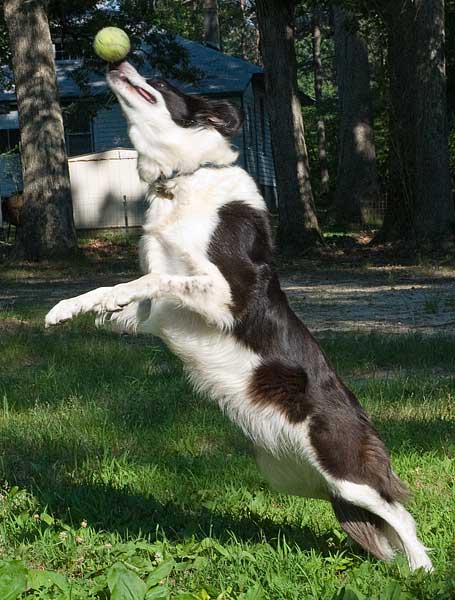 Katy jumping after a ball