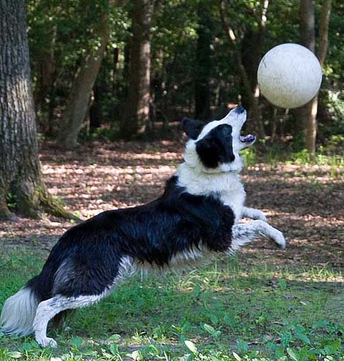 Katy jumping after a ball